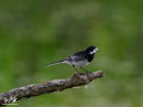 Grey Wagtail - Pliszka Siwa